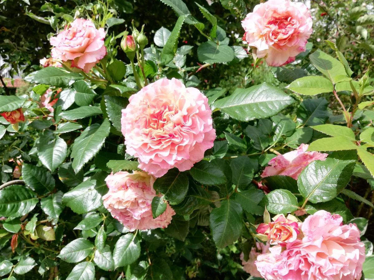 B&B Rosenliebe Niedereschach Dış mekan fotoğraf