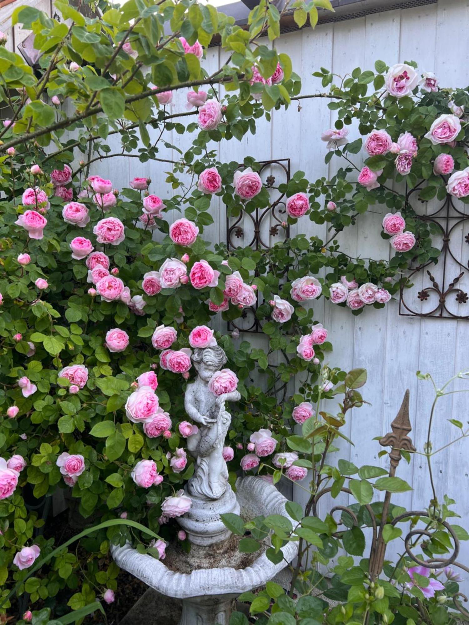 B&B Rosenliebe Niedereschach Dış mekan fotoğraf